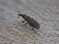 Dryophthorus americanus