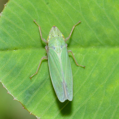 Draeculacephala balli