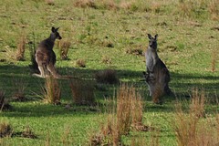 Macropus giganteus