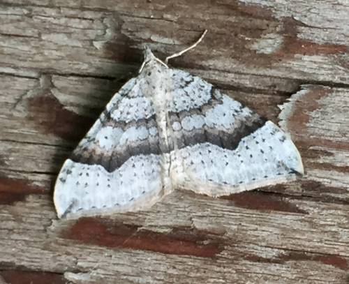 Alpine Zenophleps