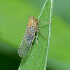 Metadelphax propinqua