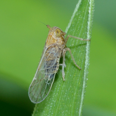Metadelphax propinqua