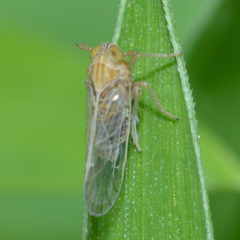 Metadelphax propinqua