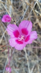 Clarkia gracilis sonomensis