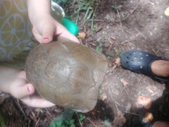 Terrapene carolina triunguis