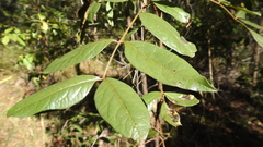 Pleiogynium timoriense