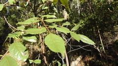 Pleiogynium timoriense