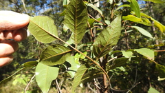 Pleiogynium timoriense