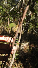 Pleiogynium timoriense