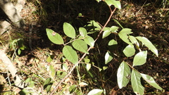 Pleiogynium timoriense