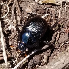 Geotrupes splendidus