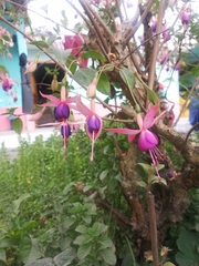 Fuchsia × hybrida