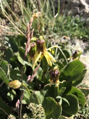 Senecio amplectens holmii