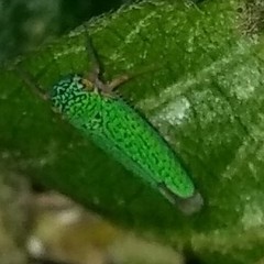 Macugonalia cavifrons