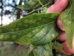 Pachypsylla celtidisasterisca
