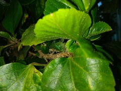 Macugonalia cavifrons