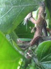 Macugonalia cavifrons