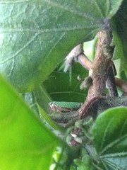 Macugonalia cavifrons