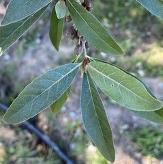 Elaeagnaceae