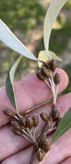 Elaeagnaceae