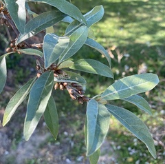 Elaeagnaceae