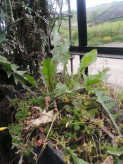 Taraxacum officinale