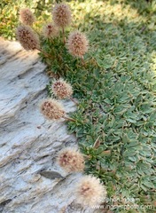 Petrophytum caespitosum caespitosum