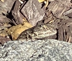 Sceloporus occidentalis