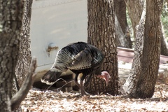 Meleagris gallopavo mexicana