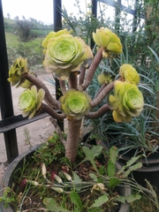 Aeonium