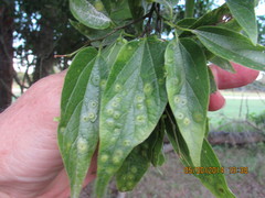 Pachypsylla celtidisasterisca