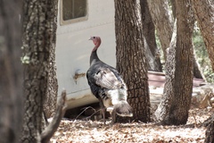 Meleagris gallopavo mexicana