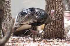 Meleagris gallopavo mexicana
