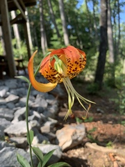 Lilium michauxii