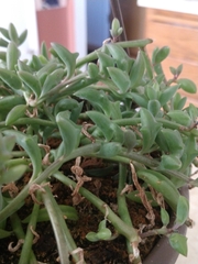 Dendrophorbium peregrinum