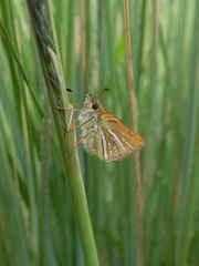 Piruna roeveri