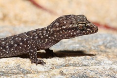 Nactus cheverti