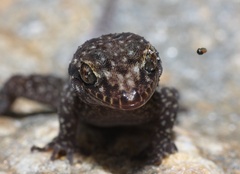 Nactus cheverti