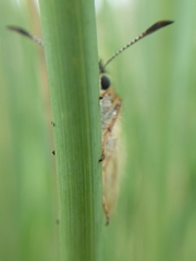 Piruna roeveri