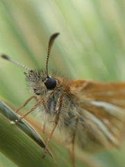 Piruna roeveri