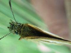 Piruna roeveri
