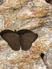 Cissia