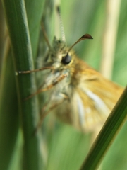 Piruna roeveri