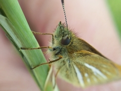 Piruna roeveri