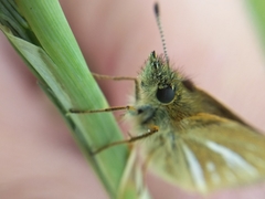 Piruna roeveri