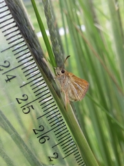 Piruna roeveri