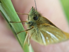 Piruna roeveri