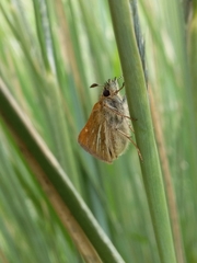 Piruna roeveri