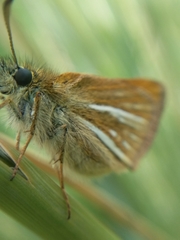 Piruna roeveri