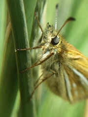 Piruna roeveri